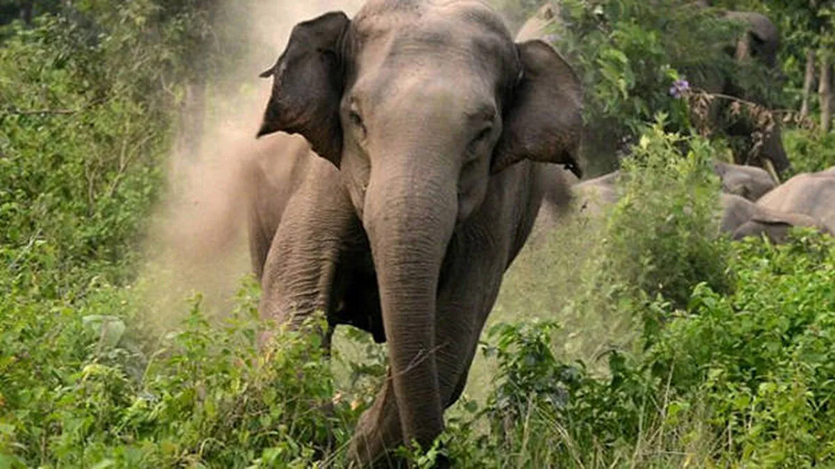 elephant elephant