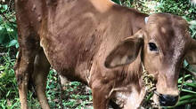 cattle-faces-health-issue