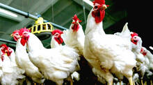 chicken-price-increasing-rapidly