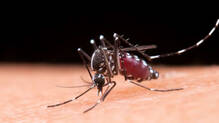 mosquito-