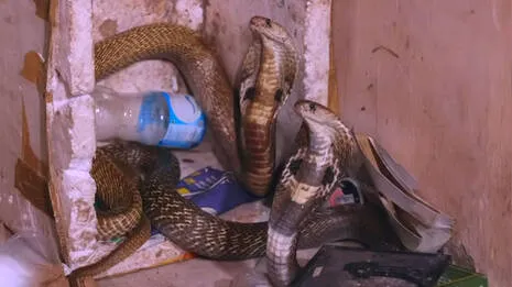 cobra-.1.3925688