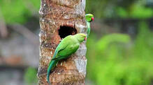 parrots