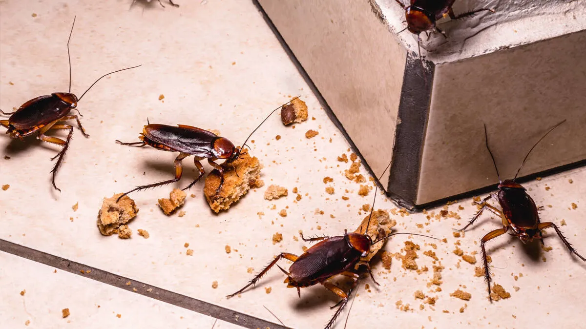 cockroach-