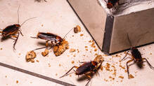 cockroach-