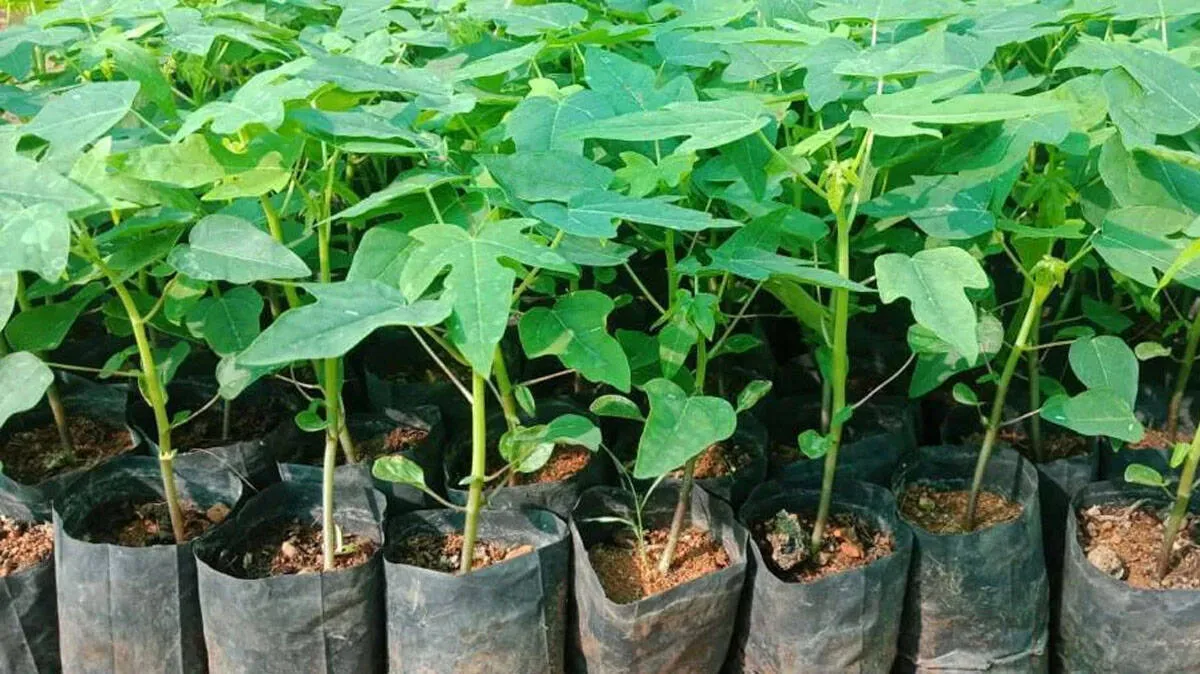 papaya