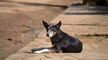 dog