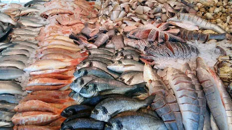 fish.1.3929790