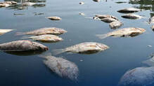 chaliyar-fish-poison