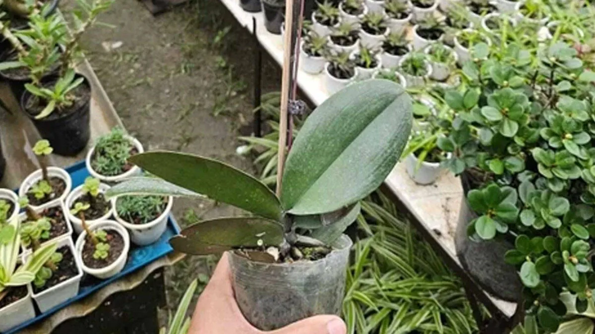 orchid
