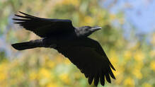 crow