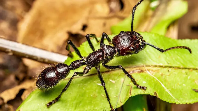 bullet-ant
