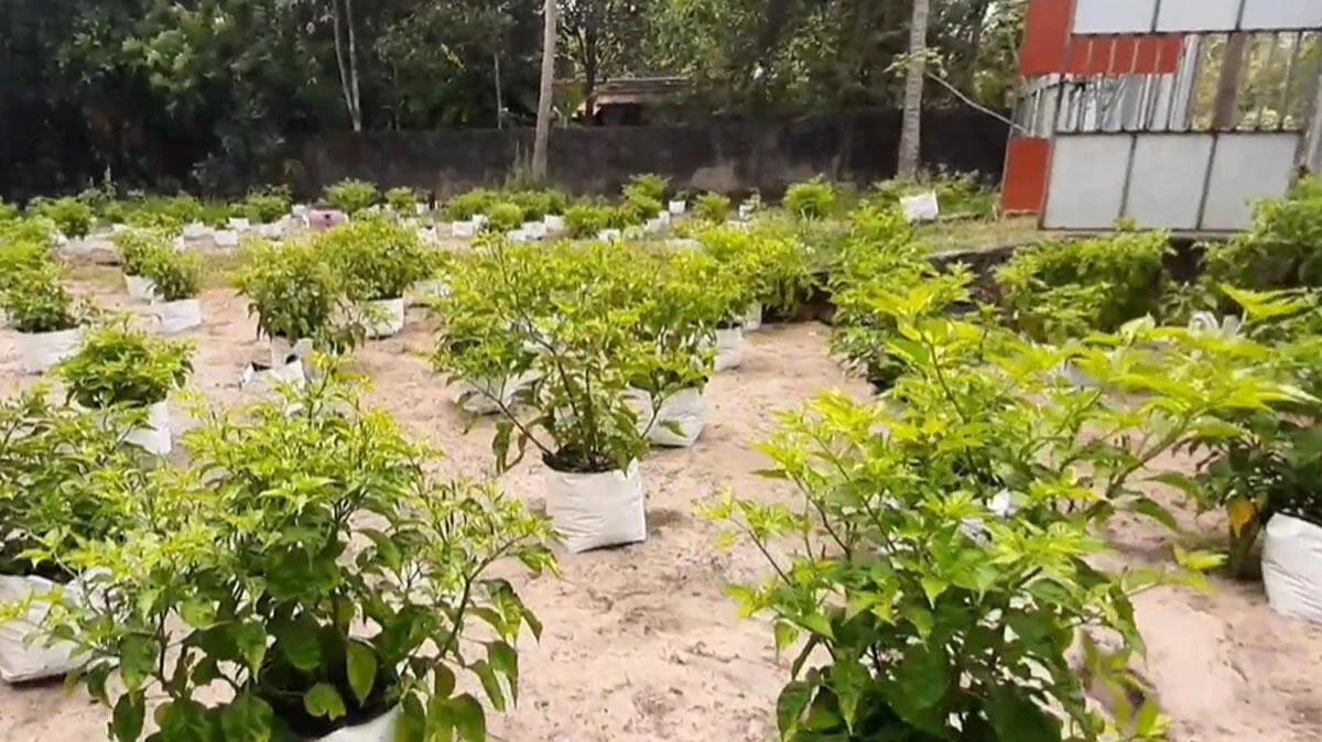 kanhari-farming