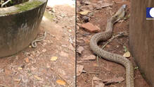 snake-master