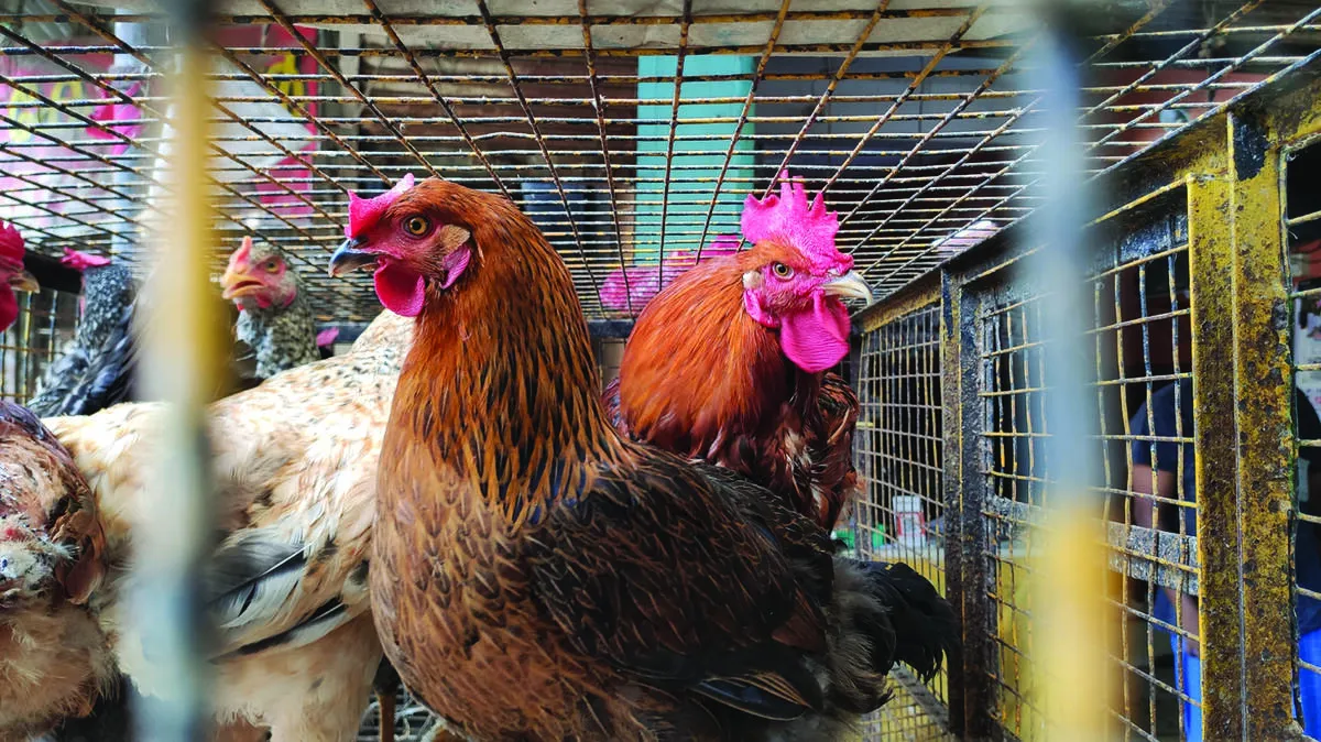 chicken