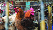 kerala-chicken-price--hike
