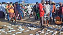 vizhinjam-seafood-spain-demand