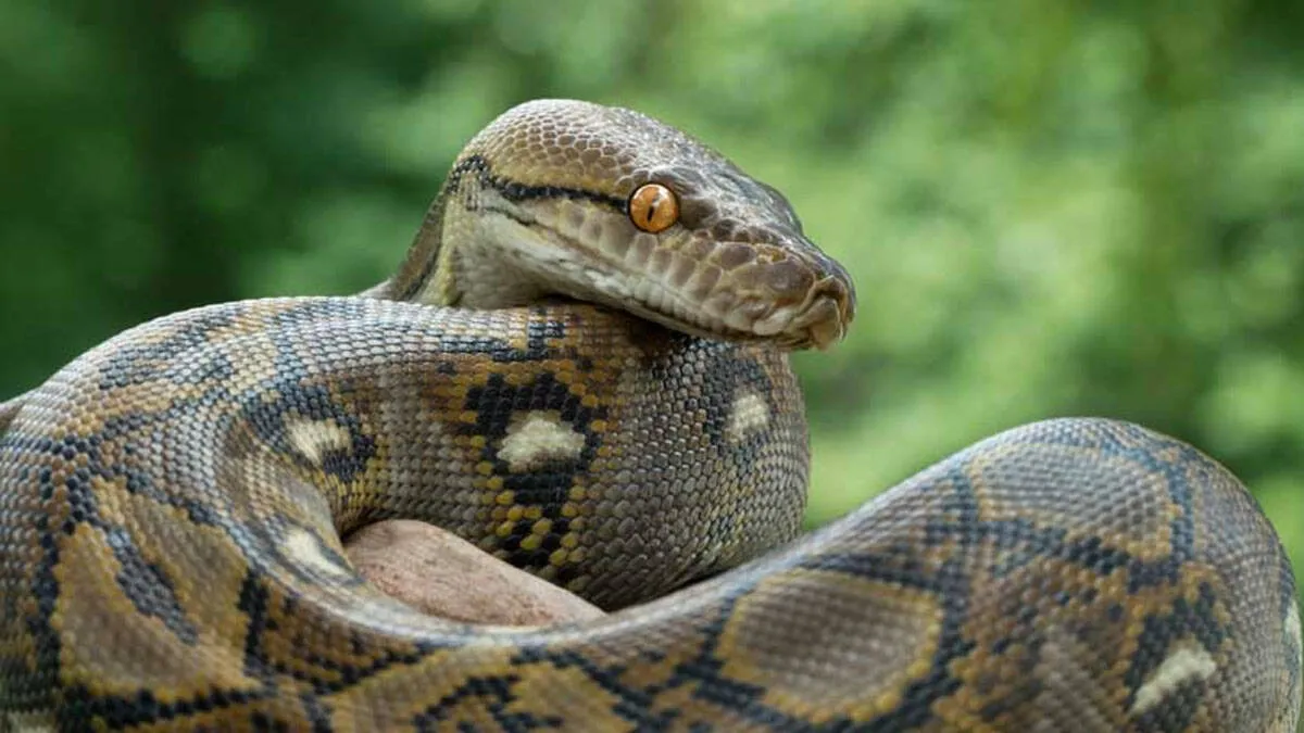 python