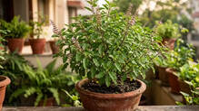 tulsi