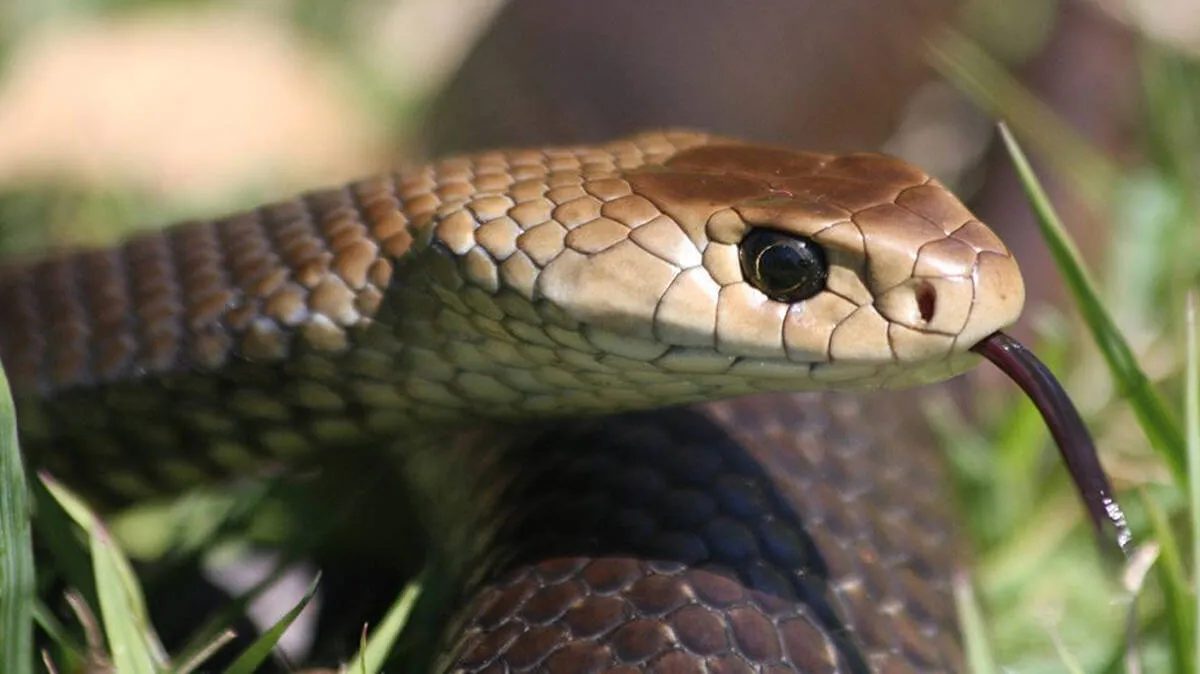 snake
