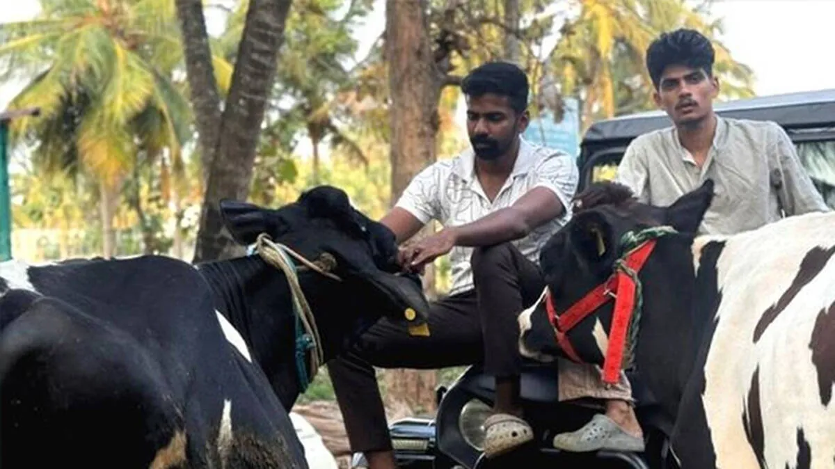 dairy-farming dairy-farming