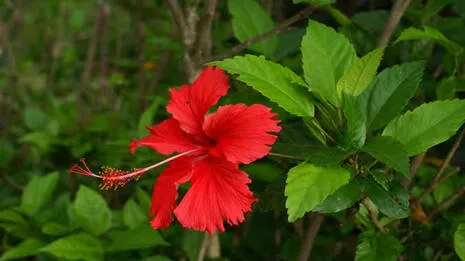 hibiscus.1.3945525
