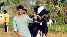 cow