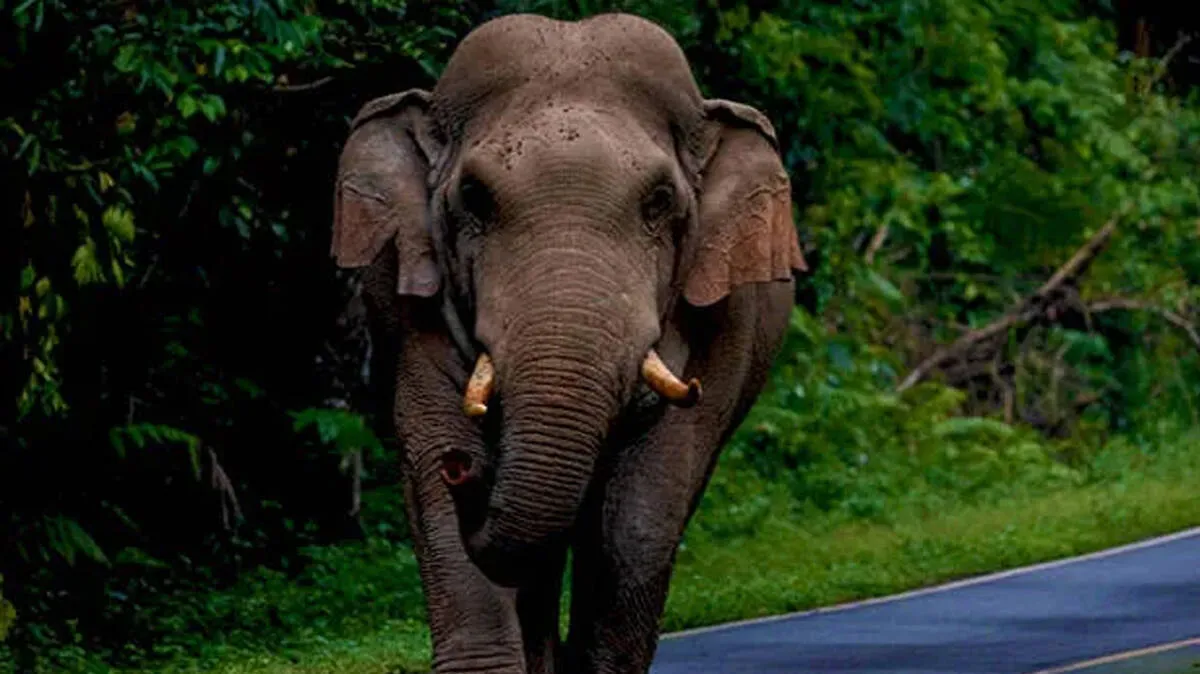wild-elephant