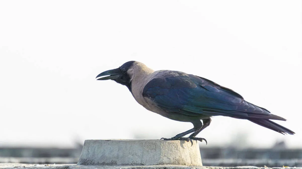 crow