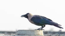 crow