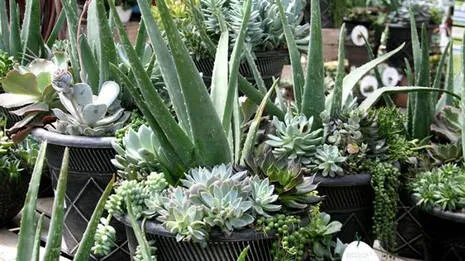 aloe-vera.1.3948411