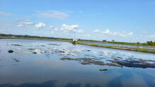 paddy-field