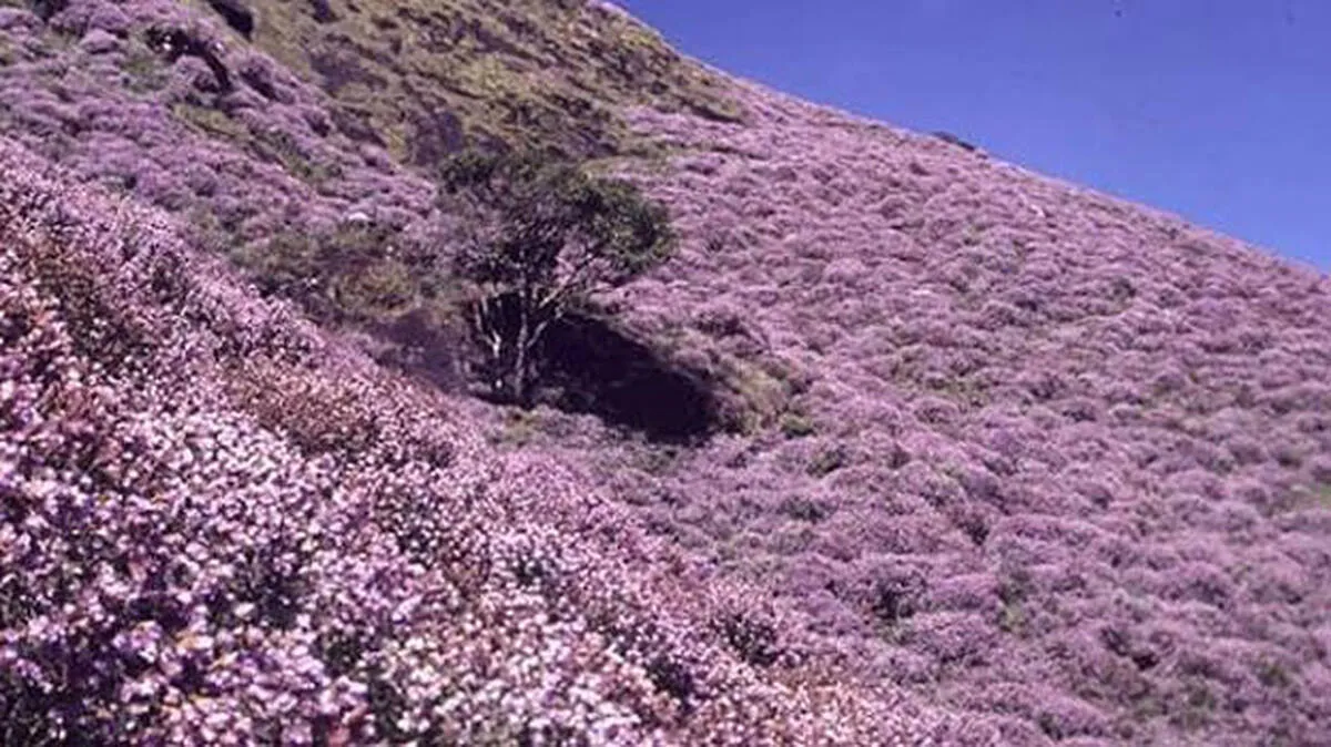 neelakurinji