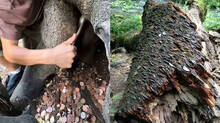 britains-ancient-coin-trees-the-history-and-folklore-behind-money-trees