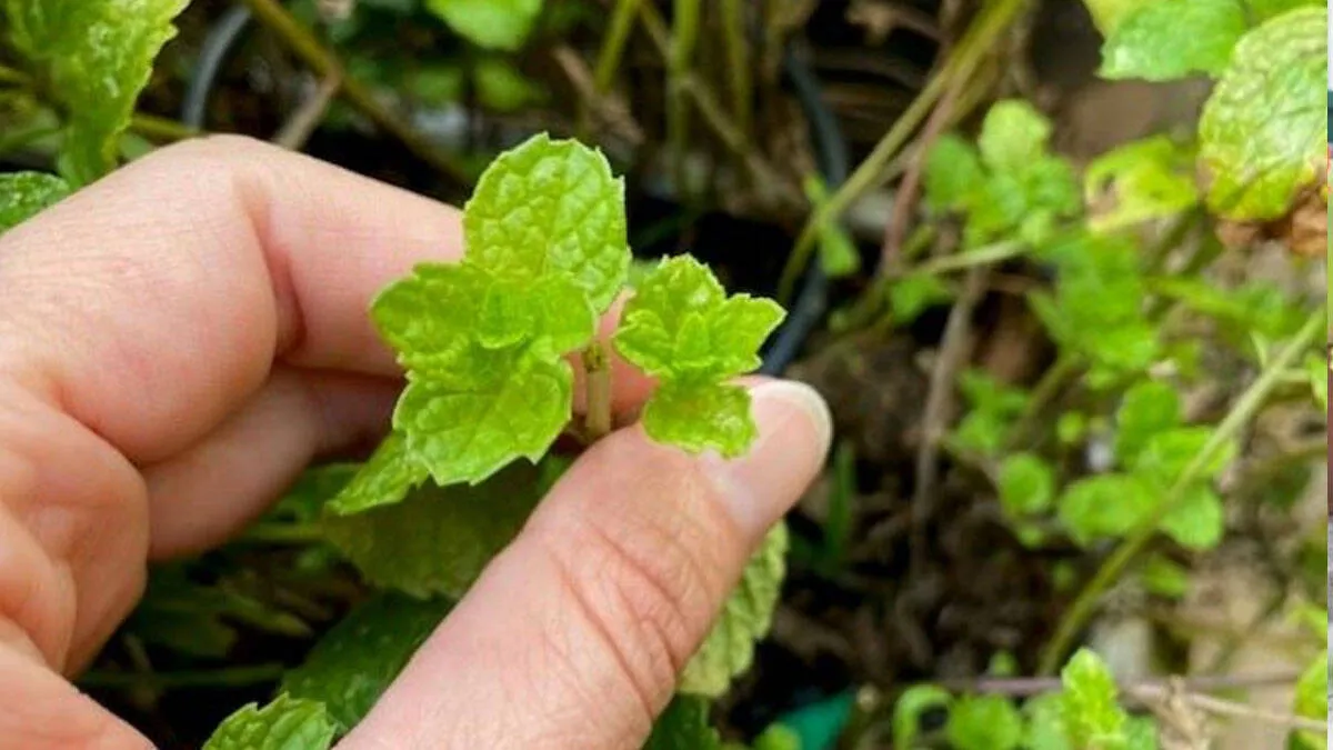 mint-