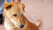 rs-10000-fine-for-abandoning-pet-dogs