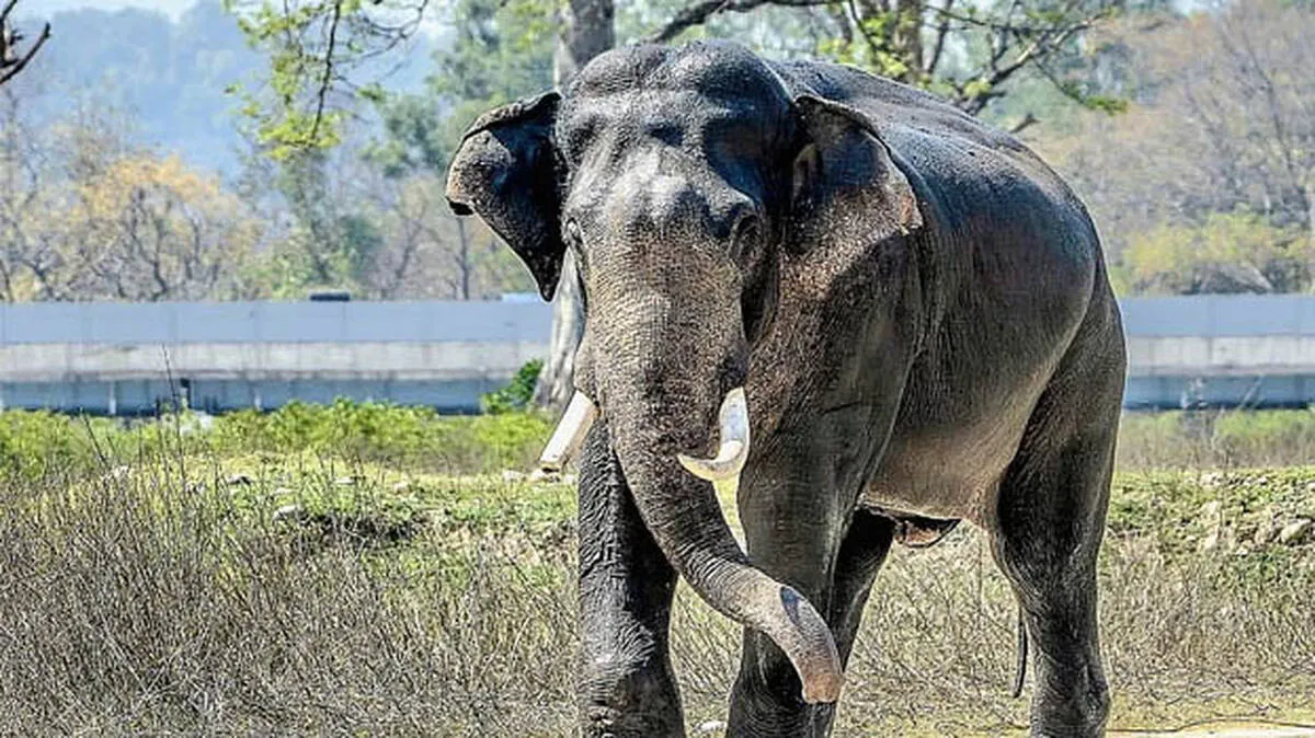 wild-elephant