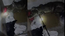 gujarat-family-finds-seven-foot-crocodile-in-bathroom