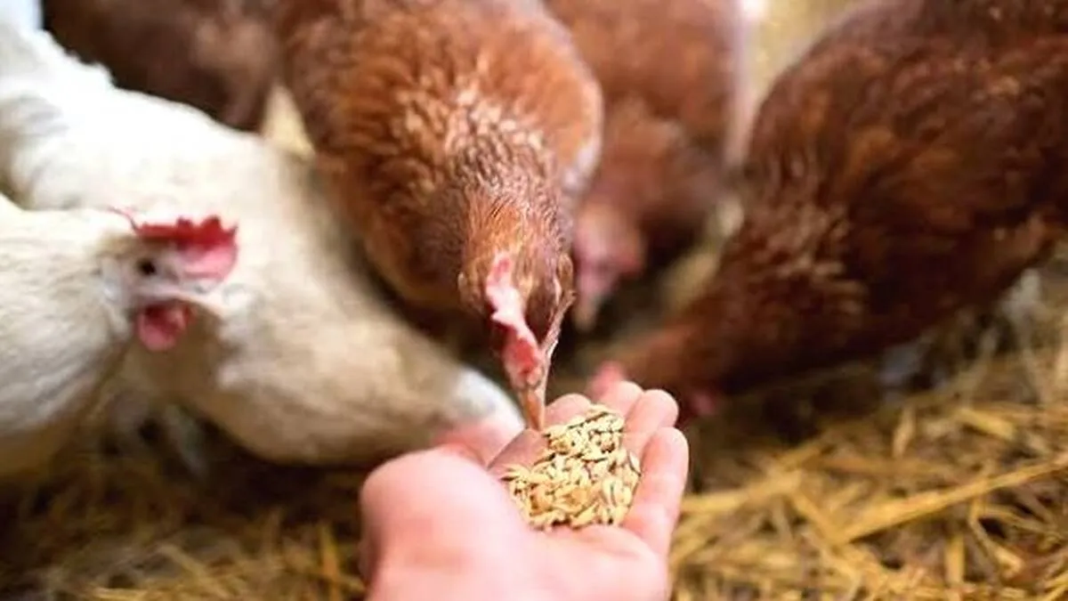 poultry-feed poultry-feed