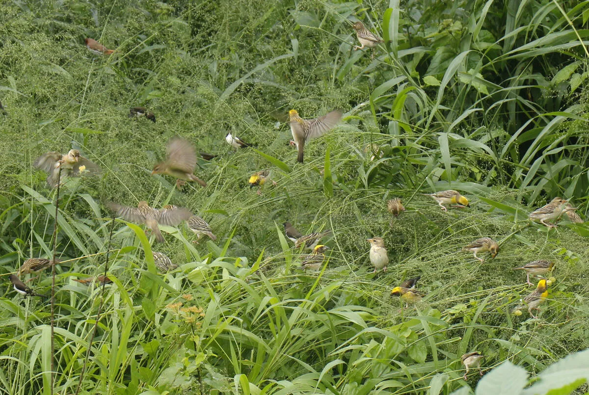 sparrow