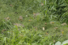 sparrow