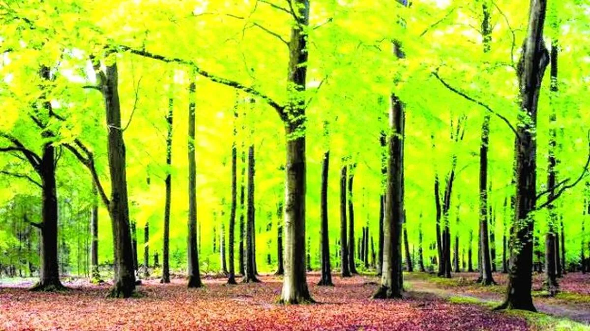 forest forest