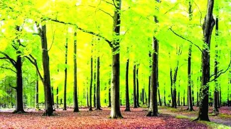forest.1783447757