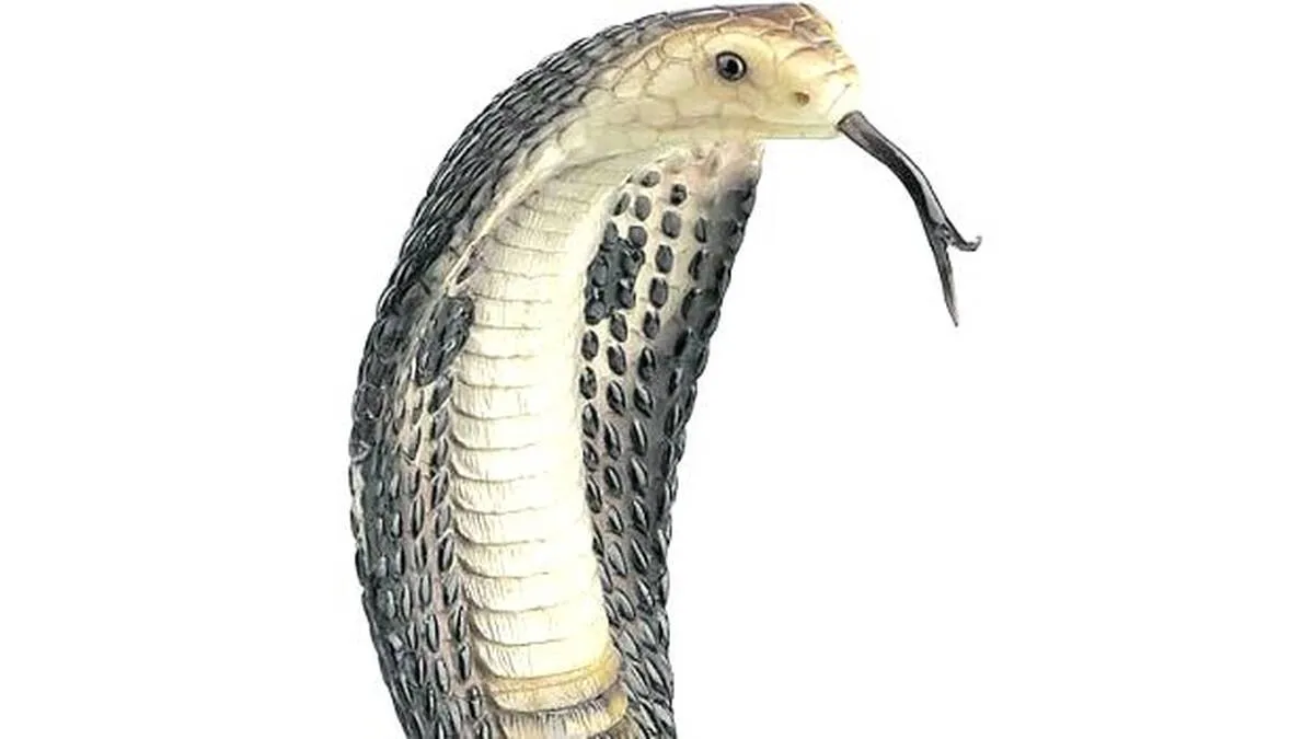snake snake