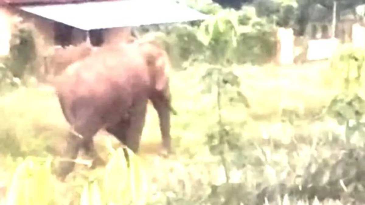 elephant- elephant-