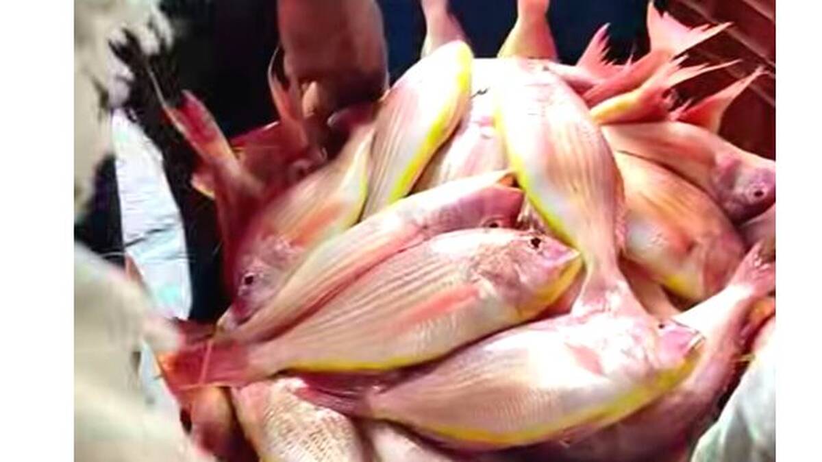 fish