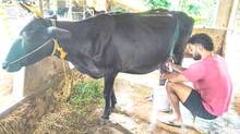 milk