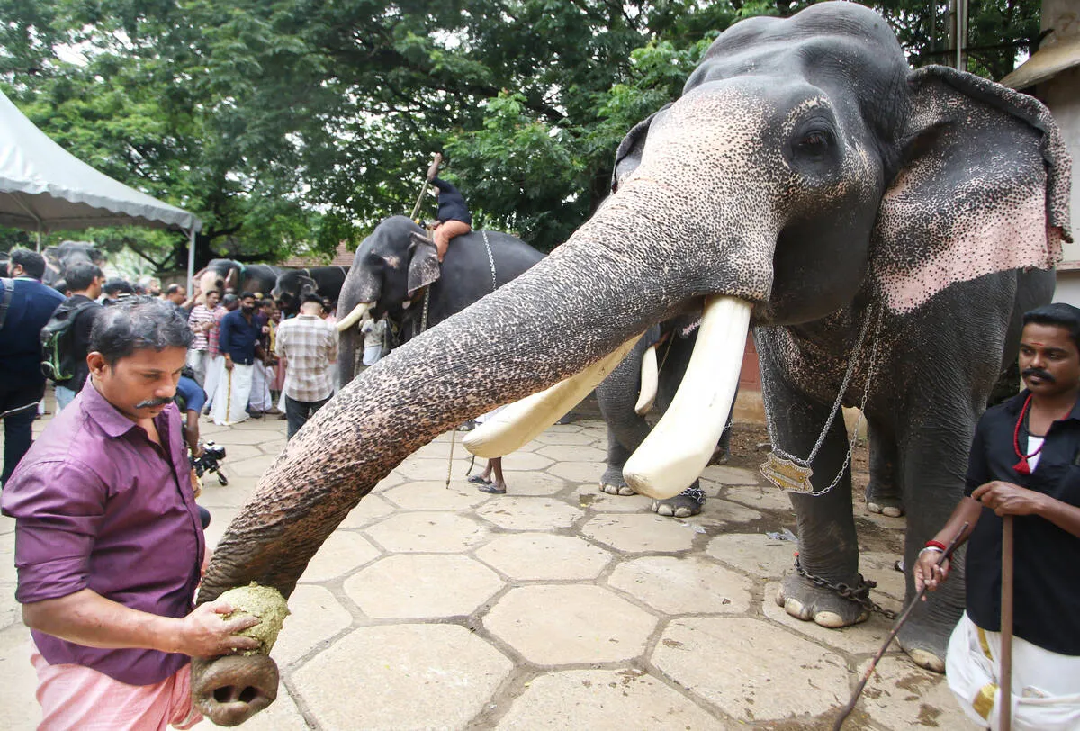 elephnat