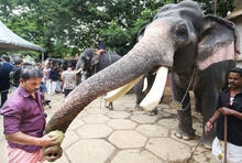 elephnat