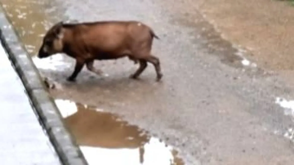 wild-boars-pose-a-threat