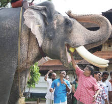 elephnat